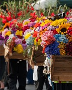 Viajes Organizados a Colombia • La Colombia Real • Medellín Festival Flores