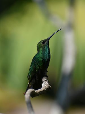 Minca, Colombia: la Joya Natural de la Sierra Nevada y qué Hacer en un Día • La Colombia Real • Aves Colibrí